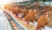 饲料行业 • 每周快讯 ▏风险项目提醒及行业动态（2024年3月第4周）